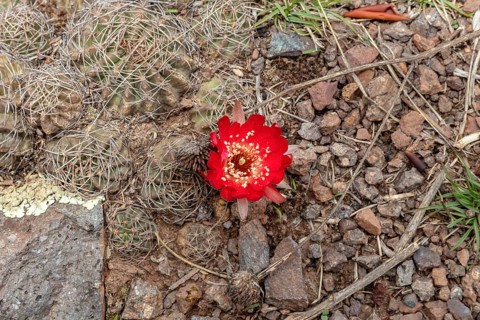 Sulcorebutia (Cactaceae), Huchuy Qosqo, Sacred Valley, Peru