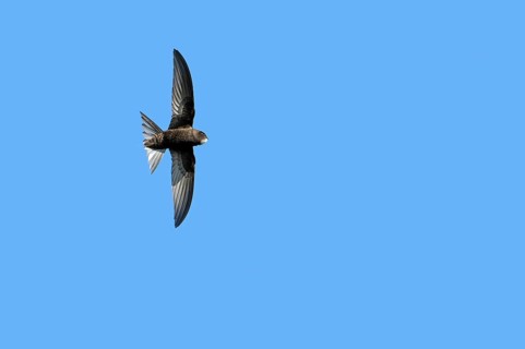 Common swift (Apus apus, Hirundo apus) in flight against blue sky in spring