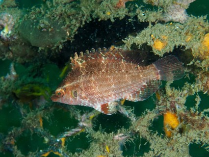 A fish with detailed scales, Lembeh dwarf wrasse (Pteragogus cryptus), wrasse, swimming near