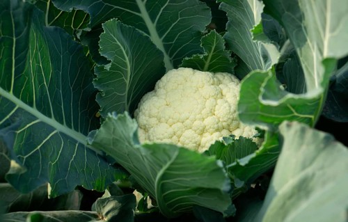 A detailed view of a mature cauliflower, its creamy white florets surrounded by lush, dark green