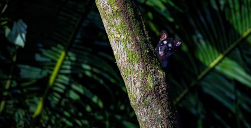 Curious Gray four-eyed opossum (Philander opossum) looking out from behind a tree, night shot,