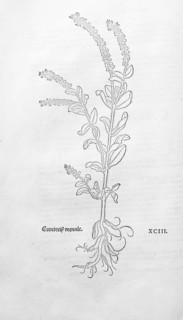 Veronica officinalis (Veronica officinalis), woodcut by Leonhart Fuchs, from New Kreüterbuch, neues