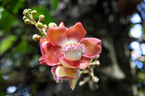 Blossom of the cannonball tree (Couroupita guianensis) in the Royal Botanic Gardens, Kandy, Central