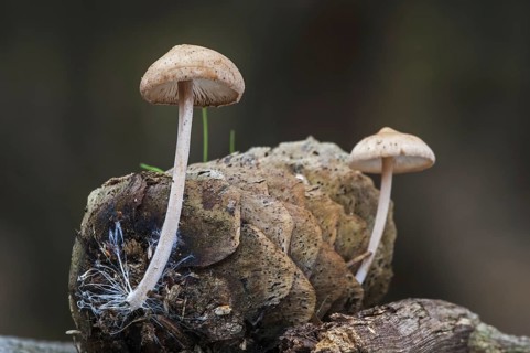 Conifercone cap (Baeospora myosura) (Collybia myosura) growing on pinecone and showing mycelium