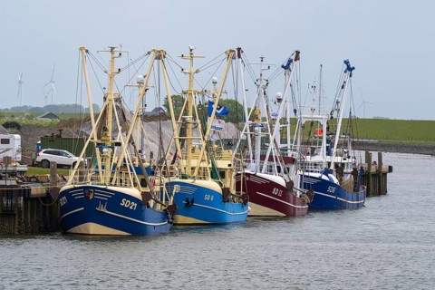 Fishing boats in the fishing harbour, Büsum, North Sea, Schleswig-Holstein, Germany