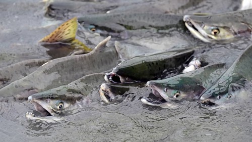 Pink salmons (Oncorhynchus gorbuscha) swimming densely packed up the river, Prince William Sound,