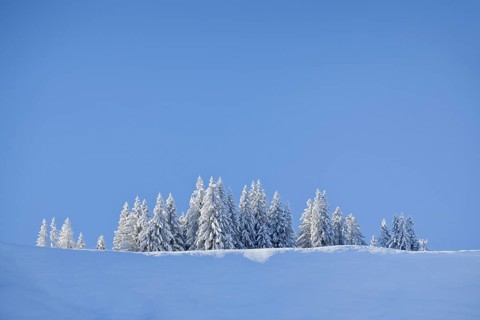 Freshly snow-covered spruce forest