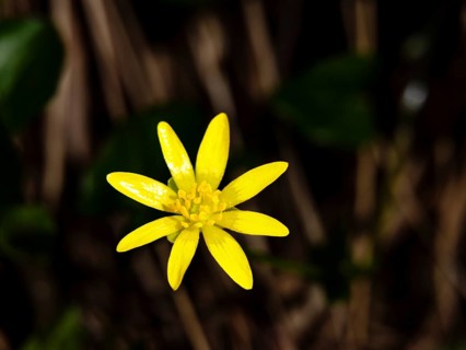 Lesser celandine (ficaria verna), Bischofswiesen, Berchtesgadener Land, Upper Bavaria, Bavaria,
