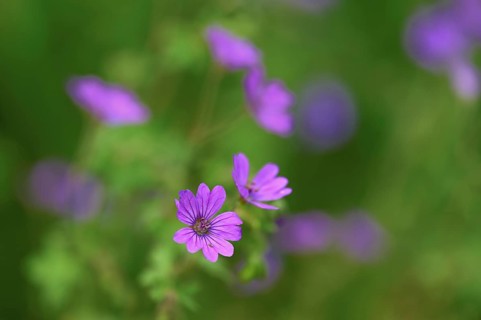 Flower soft cranesbill (Geranium molle), Switzerland