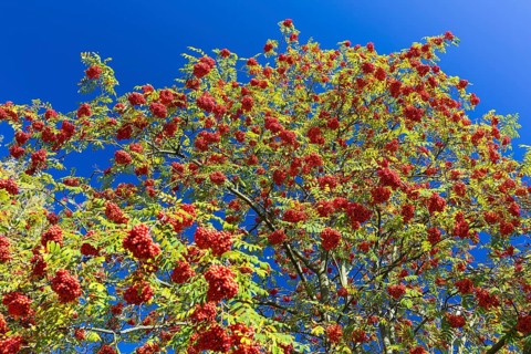 The fruits of the rowan (Sorbus aucuparia) glow red, Saxony, Germany