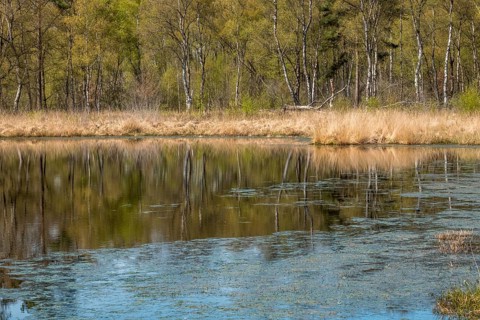 Nature conservation and FFH area, Heideweiher, Heubachniederung, Gescher, Münsterland, North