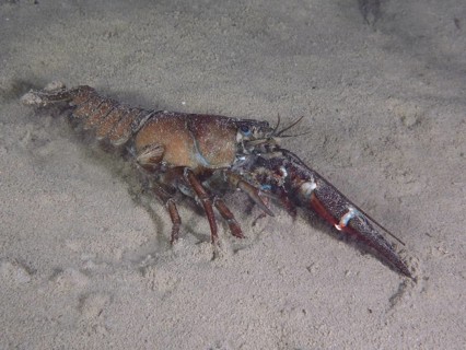 Signal crayfish (Pacifastacus leniusculus), American crayfish, invasive species, moves over the