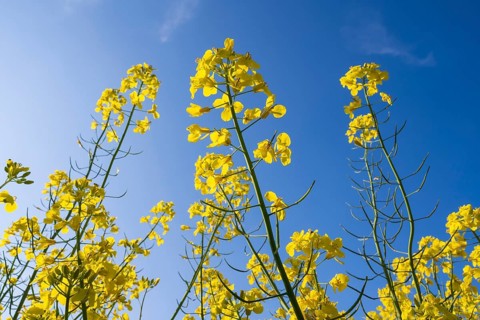 Flowering rape (Brassica napus) against a blue sky, North Rhine-Westphalia, Germany