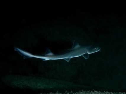 A single Common smooth-hound (Mustelus mustelus) moves through the darkness of the ocean, dive site