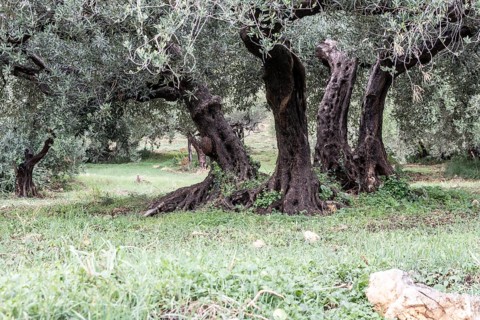 Olive trees (Olea europaea), Sicily, Italy