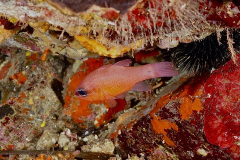 A small orange-coloured fish, mullet king (Apogon imberbis), hiding among sea sponges, dive site