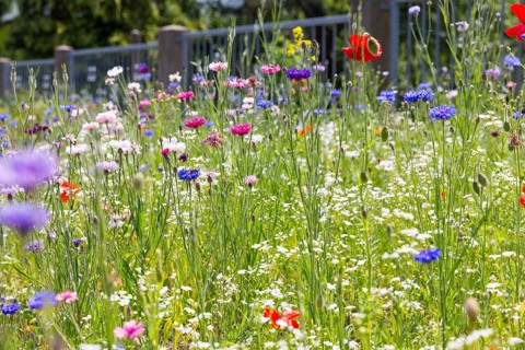 Colourful and species-rich flowering meadow in bloom, Saxony, Germany