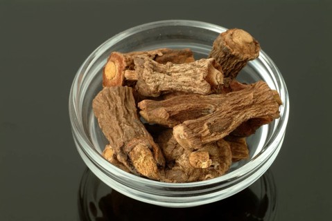 Indian galangal, Alpinia calcarata, Brachychilum horsfeldi, is a rhizomatic perennial herb commonly