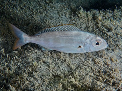Common pandora (Pagellus erythrinus) at night. Dive site Playa, Los Cristianos, Tenerife, Canary