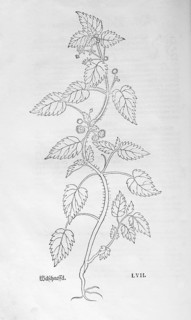 Pill nettle (Urtica pilulifera), woodcut by Leonhart Fuchs, from New Kreüterbuch, neues