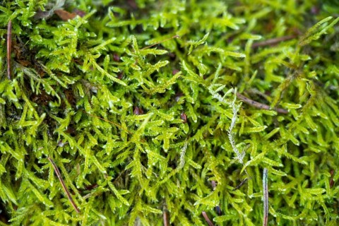 Close-up of a cypress-leaved plaitmoss or hypnum moss (Hypnum cupressiforme), Lengenbach, Deining,
