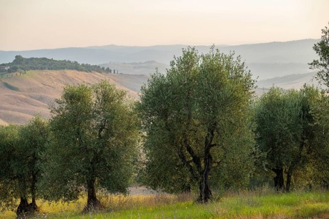 Olive trees in a typical Tuscan landscape in Crete Senesi in summer at sunrise, Siena, Tuscany,