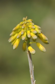 Aloe (Aloe sinkatana), inflorescence, native to Sudan