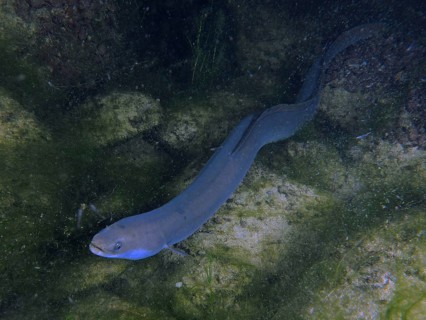 A long European eel (Anguilla anguilla) moves through an algae-rich underwater landscape, dive site