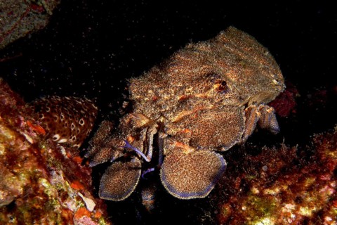 Mediterranean slipper lobster (Scyllarides latus) between reef stones, dive site Punta Negra, Las