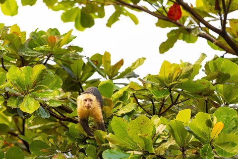 White-shouldered capuchin monkey (Cebus capucinus), Primates (Anthropoidea), Osa Peninsula,