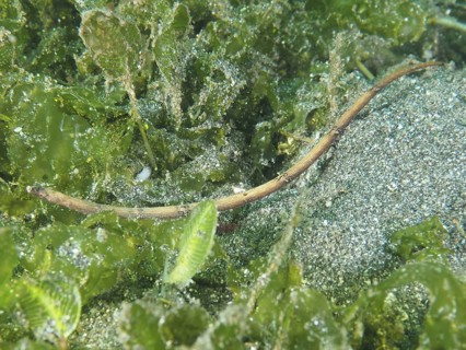 A slender spiny-snouted sea needle (Halicampus spinirostris), sea needle, hiding in the seagrass,