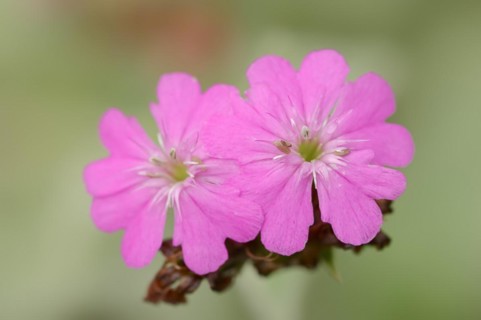 Jupiter carnation or Jupiter carnation (Lychnis flos-jovis, Silene flos-jovis), flowers, Bavaria,