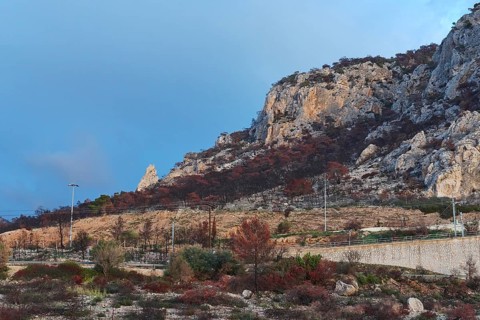 Burnt trees, fire damage, mountainside, motorway, Kiato, west of Athens, Greece