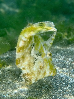 Camouflaged fish, seagrass filefish (Acreichthys tomentosus), in the sand with greenish algae,