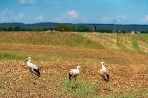 Three white storks (Ciconia ciconia) on a harvested field on the edge of the village of Hansfelde,
