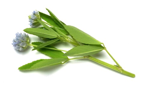 Flower of blue fenugreek, blue fenugreek, Trigonella caerulea, Meliotus coerulea, spice and