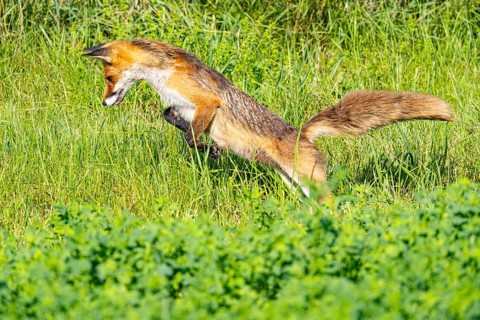 Fox (Vulpes vulpes) fawn hunting mice Germany