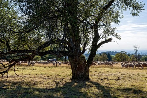 Goat willow, Sal goat willow (Salix caprea), domestic sheep (Ovis gmelini aries), herd on pasture,