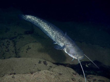 A catfish (Silurus glanis), Waller, swimming calmly in dark water over a sandy bottom, dive site