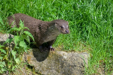 Otter on a rock, UnterWasserReich, Schrems, Lower Austria, Austria