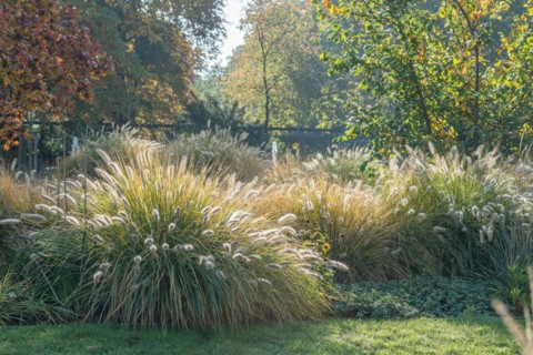 Summer flower garden, lamp-cleaning grass (Pennisetum alopecuroides 'Hameln'), Treptower Park