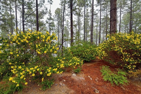 Flowering Adenocarpus viscosus (Adenocarpus viscosus), in the background pine forest with Canary