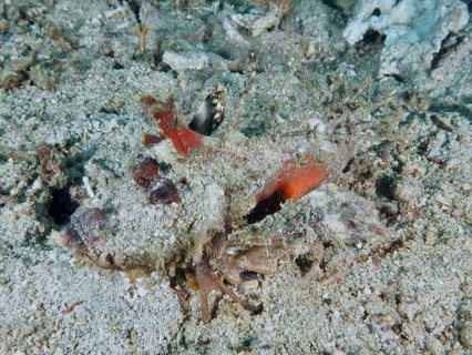 Camouflaged fish, Spiny Devilfish (Inimicus didactylus), resting on sandy seabed with organic