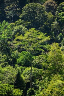 Tourist on the way in the rainforest to Cerro Tortuguero, Tortuguero National Park, Costa Rica