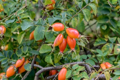 Rosehip rose (Rosa BOURGOGNE), EGA-Park, Federal Republic of Germany