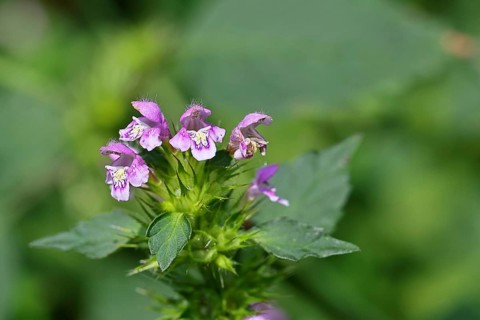Wood-osier (Stachys sylvatica), flower, in the past the plant was also used as a medicinal plant