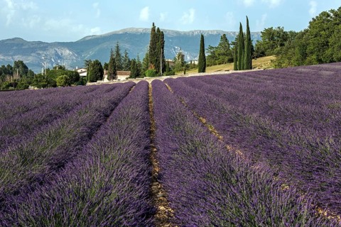 Lavender field, flowering true lavender (Lavandula angustifolia), Roumoules, Plateau de Valensole,