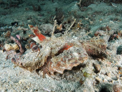 Camouflage coloured fish, Spiny Devilfish (Inimicus didactylus), in a complex underwater structure