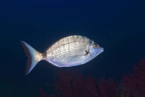 Sharpshout seabream (Diplodus puntazzo) in the Mediterranean Sea near Hyères. Dive site Giens