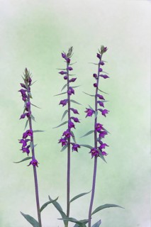 Dark red or dark red helleborine (Epipactis atrorubens), panicles against a light background, wild